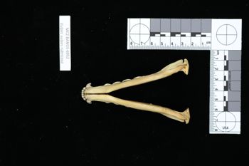Media type: image;   Mammalogy BANGS-6952 Description: Image of skeleton specimen - ventral view. ventral view of mandible.;